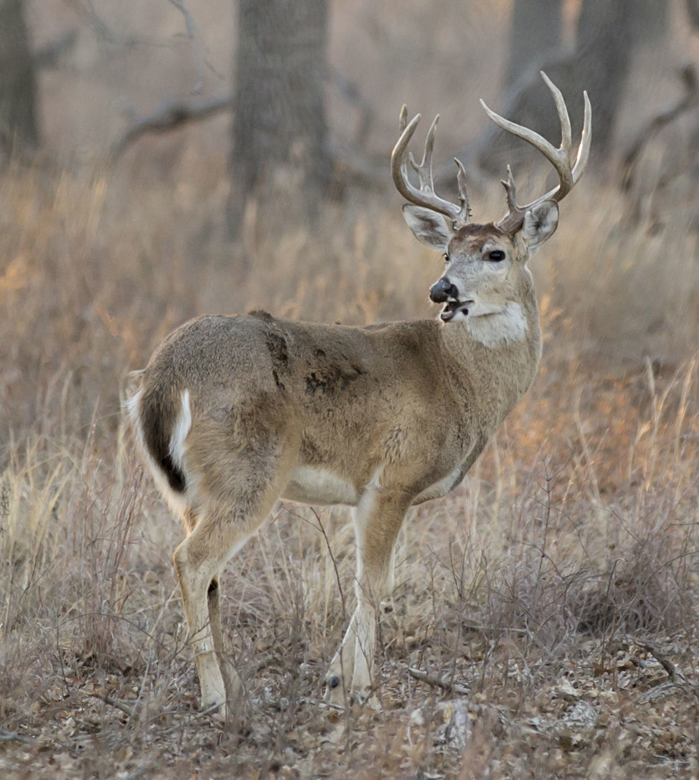Whitetail deer